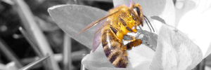 Bienenschonend. Biene sitzt auf Krokusblüte und nimmt Pollen auf